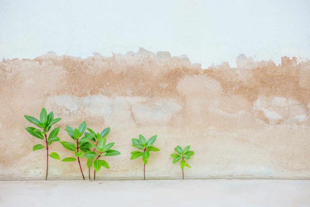 contrarian growth strategy