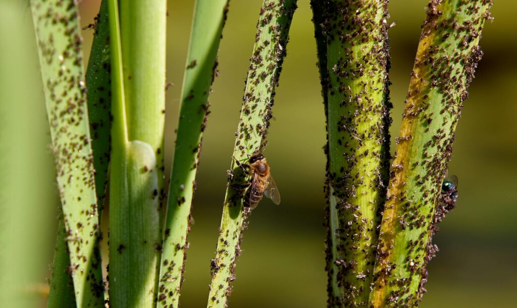 gnat infestation control