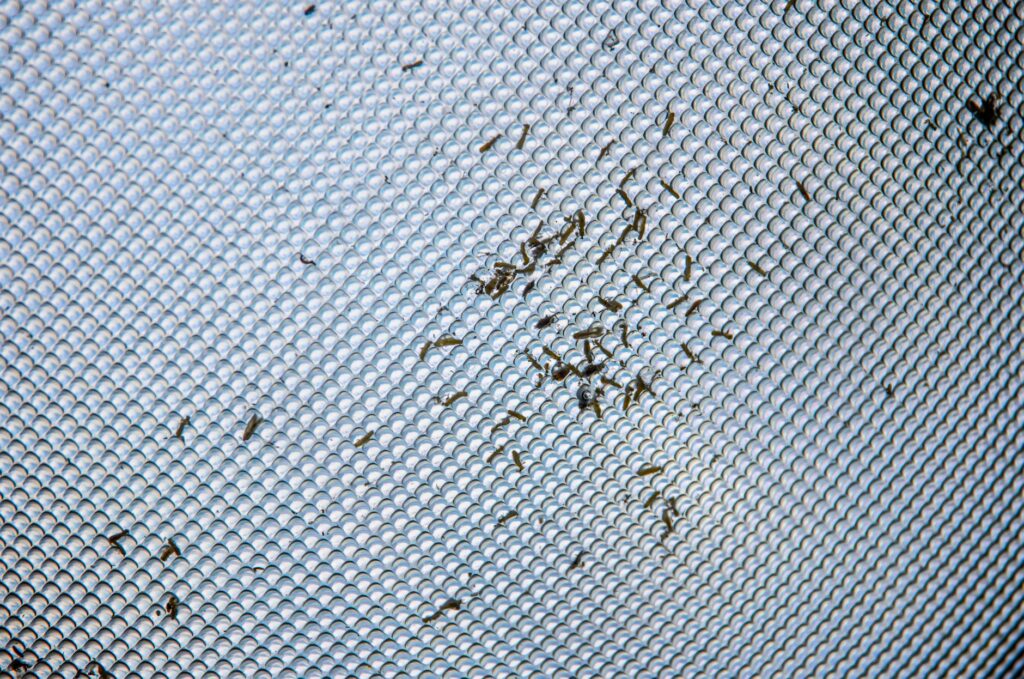 gnat infestation close up