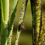 gnat infestation kitchen