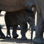 baby elephant Linh Mai