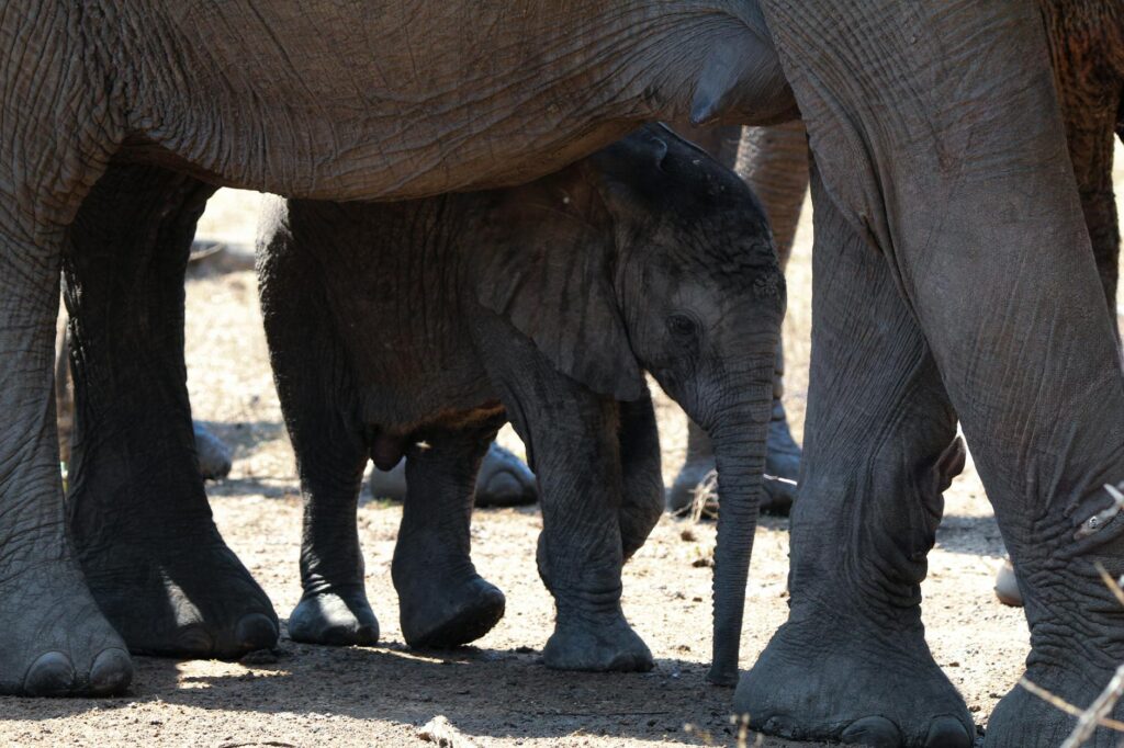baby elephant National Zoo