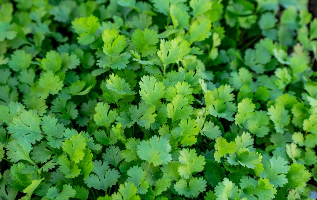cilantro coriander herb