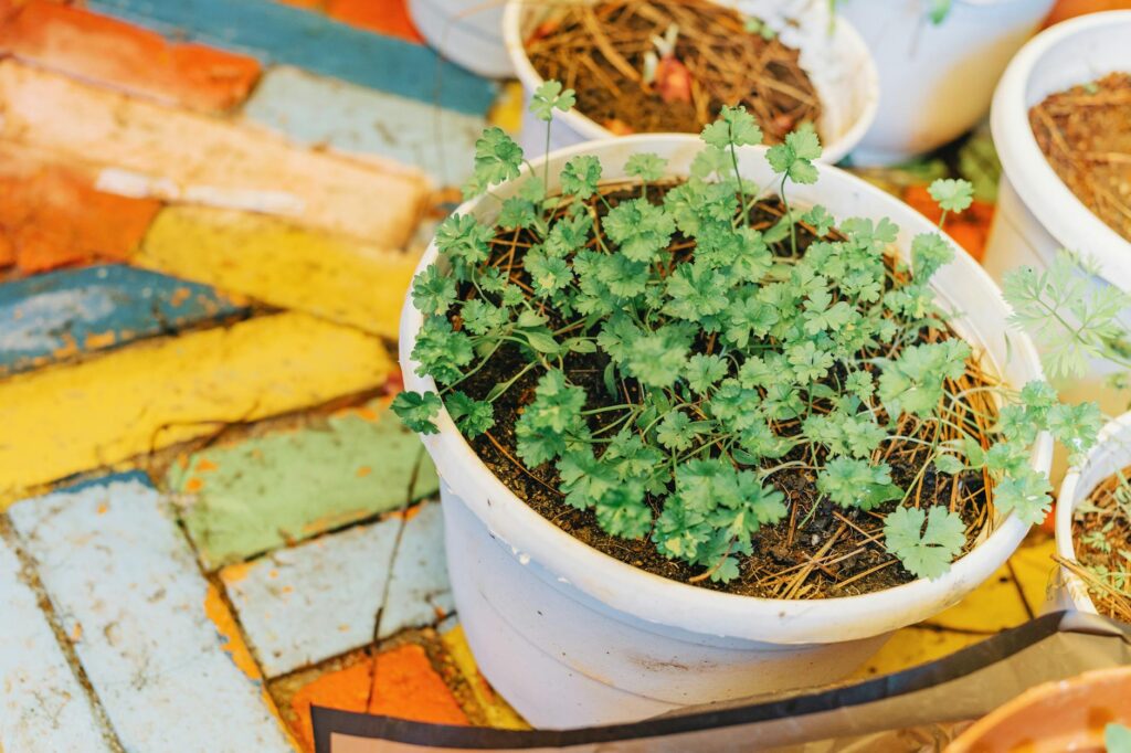 cilantro herb plant