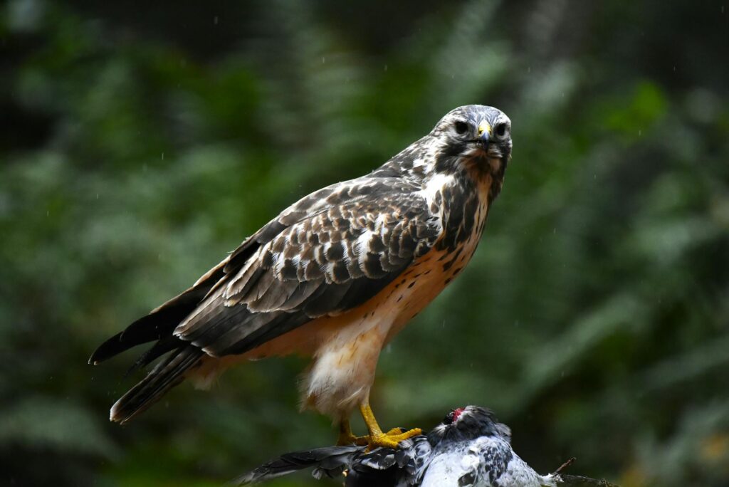 Hawks Magic basketball game