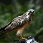 Hawks Magic basketball game