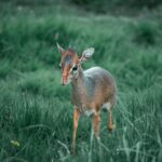 Jeroen Dik technical art analysis