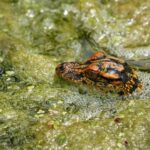 Kathy Ambush portrait