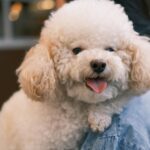 Pompompurin cute plush toy