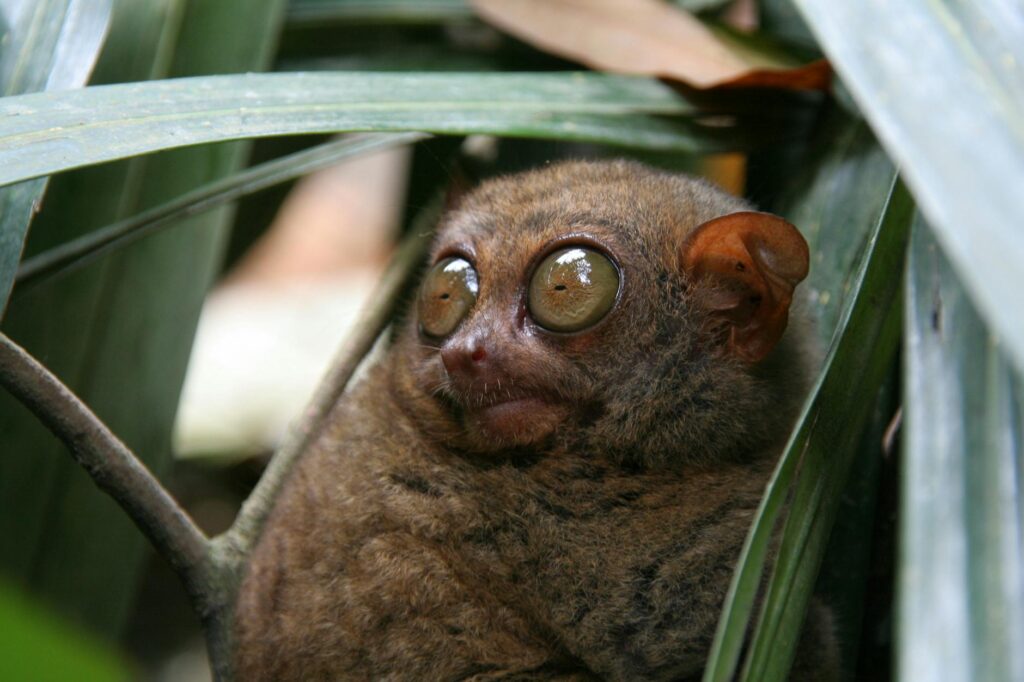 unique primate adaptations
