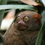 unique primate adaptations