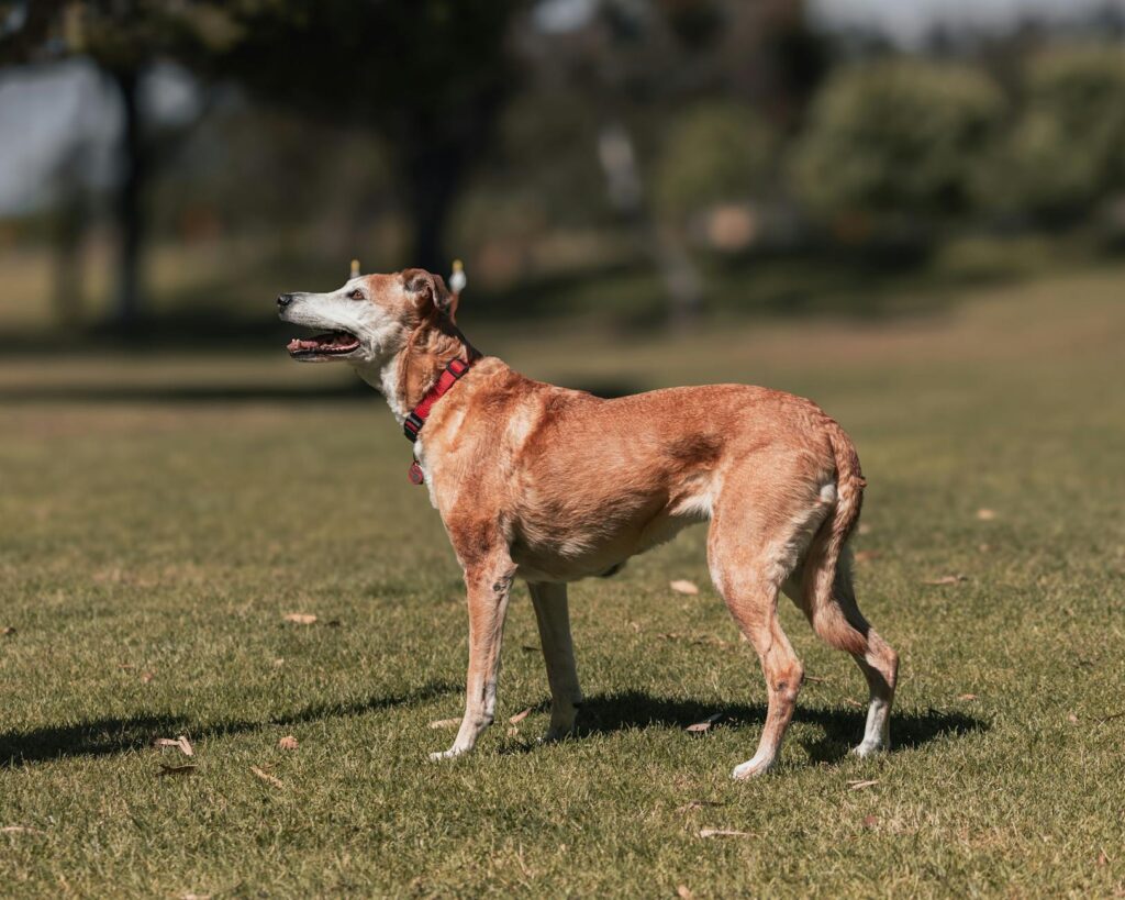 Pets in the Classroom: A 2026 Guide for UK Schools